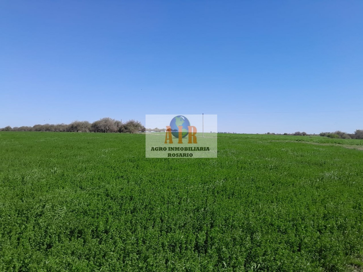 NOGOYA, ENTRE RIOS. 700 HECT MIXTAS ARMADAS