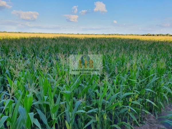 FRACCION 7.3 HECTAREAS ALDAO PROVINCIA DE SANTA FE ARGENTINA