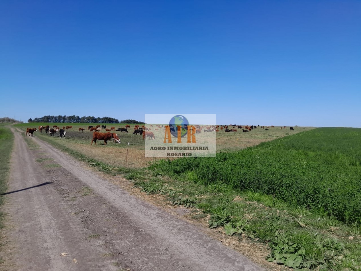 NOGOYA, ENTRE RIOS. 700 HECT MIXTAS ARMADAS