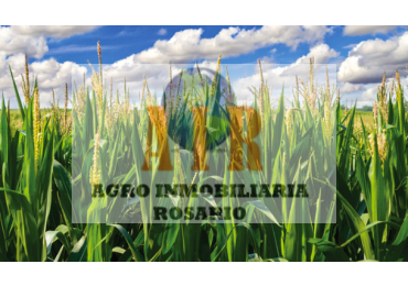 FIGHIERA, SANTA FE 170 HECTAREAS AGRICOLAS